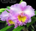 /album/brassocattleya/bc-hawaiian%20message%20%c2%b4carmela%c2%b4%20am-aos-jpg/